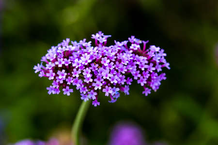 A macro shot of a cluster of small purple flowers.の写真素材