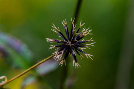 Bidens pilosa, also known as beggars ticks, cobbler's pegs, or spanish needles.  This aggressive...