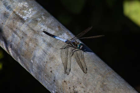 A Japanese blue dragonfly rests on a pipe in Kamakura, Japanの写真素材