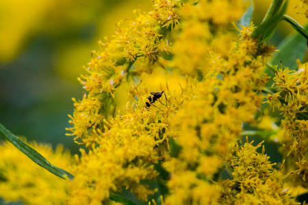 bright yellow flowering weeds in an empty lot in Ayase, Japanの写真素材