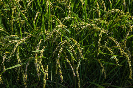 A ripened rice field waits for harvest in Yamato, Kanagawa, Japan.  Yamato is not a small city, but there are still areas devoted to agriculture - especially rice.の写真素材
