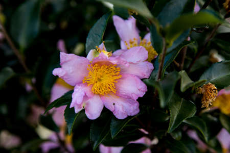 Pink rosa rubiginosa flowers bloom in a park in Japanの写真素材