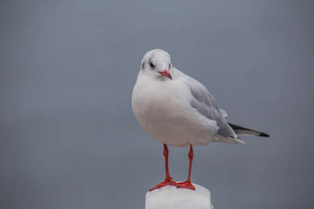 A seagull I met along the waterfront in Yamashita Park, Yokohama was kind enough to pose for some portraits.の写真素材