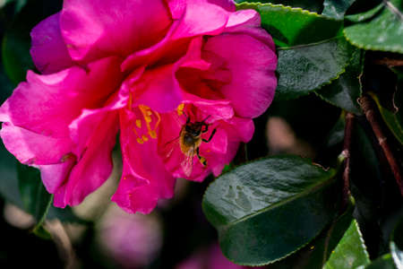 A bee visits Camellia flowers along a river in Japan on a bright November Day.  These bushes are common across japan along roadsides, parks, and rivers.の写真素材