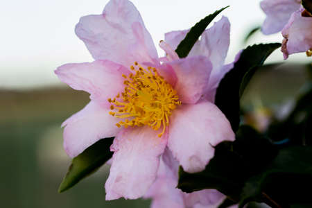 Pink rosa rubiginosa flowers bloom in a park in Japanの写真素材