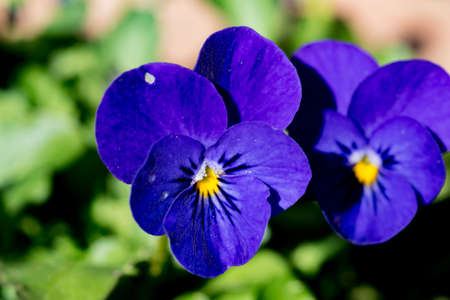 Violas bloom in a planter box in a small park in Yamato, Japanの写真素材