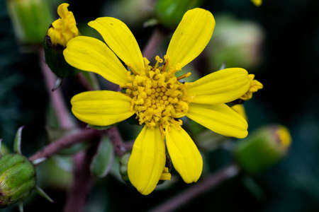 Yellow daisy in a park in Yokohama, Japan.  This flower has seen better days, but is still beautiful.の写真素材