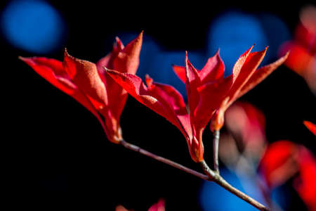 A macro shot of the red, fall colors of a border shrub around a garden in Yamato, Japan, backlit by the bright afternoon sun.の写真素材