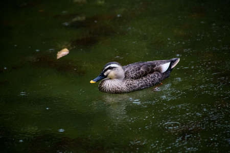 A duck floats on a small garden pond in Yokohama on a rainy day.の写真素材