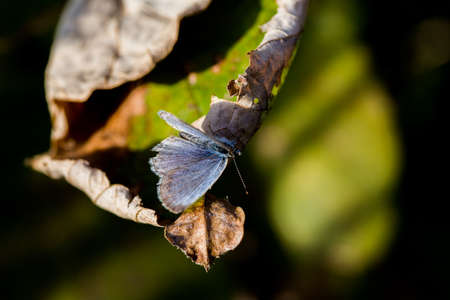 A  Pale Grass Blue Butterfly rests on a leaf on a fall afternoon in Japan.の写真素材