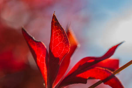 A macro shot of the red, fall colors of a border shrub around a garden in Yamato, Japan, backlit by the bright afternoon sun.の写真素材