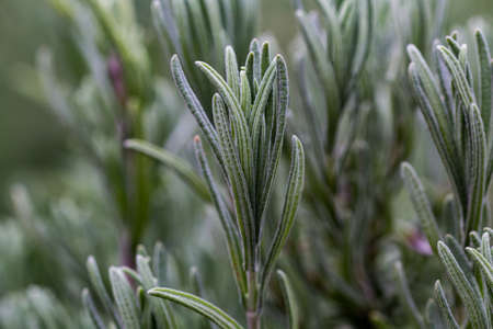 A macro shot of rosemary or lavender leaves.  Yamashita Park in Yokohama, like many parks and green spaces in Japan, have many of these decorative, pleasant smelling bushes.の写真素材