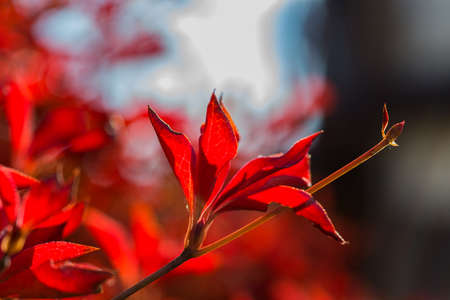 A macro shot of the red, fall colors of a border shrub around a garden in Yamato, Japan, backlit by...