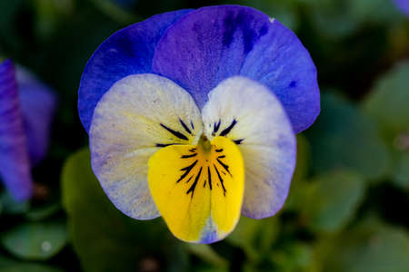 three colored violas bloom in a park in Ayase, a small city in Kanagawa, Japan