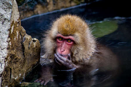 A Japanese Macaque, or snow monkey, rests in a natural hot spring.  の写真素材
