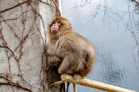 A Japanese Macaque, or snow monkey sits on a window railing in Yamanouchi, Nagano Prefecture, Japan.  This poor monkey has no legs, but it has learned to adapt to its disability.の写真素材