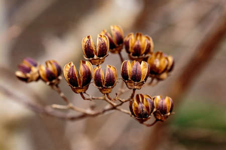 A macro shot of small, dry hibiscus seed pods on the branches of a tree in late winterの写真素材
