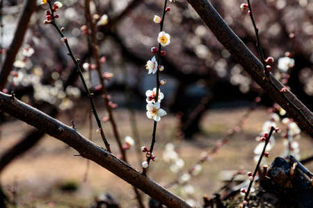 Plum blossom buds preparing to open in a small plum orchard in Yamato, Japan.の写真素材