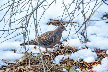 A small turtle dove looks for food in the forest after a recent snow in Zama, Japan.の写真素材