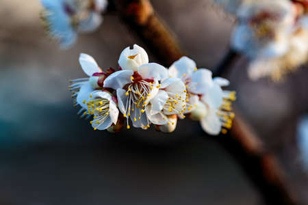 White plum blossoms fill the trees in late February in Japan. Plums are one of the first fruit trees to bloom in Japan, signaling the coming spring.の写真素材
