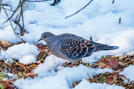 A small turtle dove looks for food in the forest after a recent snow in Zama, Japan.の写真素材