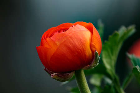Macro shot of a tulip ready to bloom. I found this flower in a planter box in a park in Tokyoの写真素材