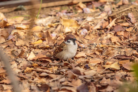 A small sparrow hops along in the fallen leaves at the end of the long winter. Shot in a park in Shinjuku, Japanの写真素材