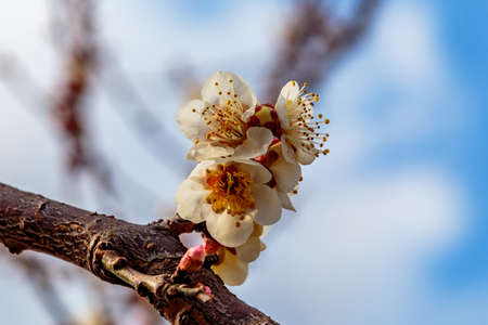 White plum blossoms fill the trees in late February in Japan. Plums are one of the first fruit trees to bloom in Japan, signaling the coming spring.の写真素材
