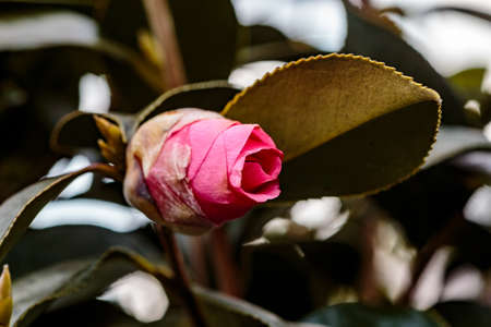 A red camellia flower prepares to open on a tree in Yamato, Japanの写真素材