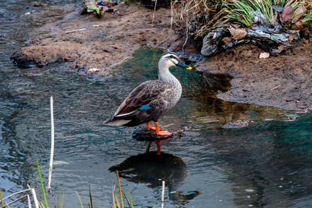 A duck walks next to a small river in Ayase, Japan