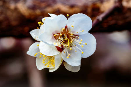 A macro shot of a white plum blossom in late February in Japan. Plums are one of the first fruit trees to bloom in Japan, signaling the coming spring.の写真素材