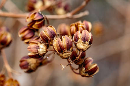 A macro shot of small, dry hibiscus seed pods on the branches of a tree in late winterの写真素材