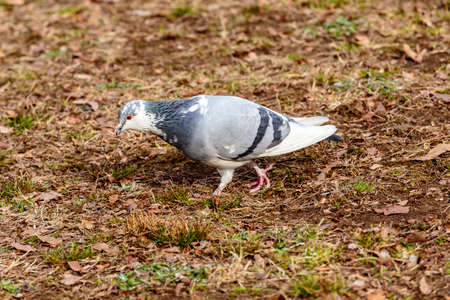 A speckled pigeon walks around a park in Shinjuku, Japan.の写真素材