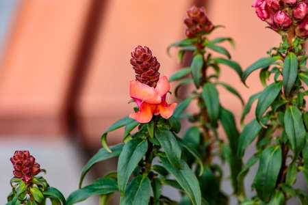 Snap Dragons begin to bloom in a planter box in a park in Shinjuku, Tokyoの写真素材