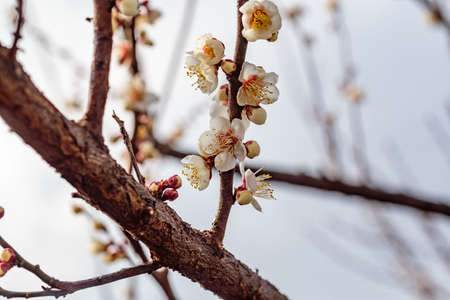 White plum blossoms fill the trees in late February in Japan. Plums are one of the first fruit trees...