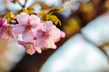Bright pink plum blossoms fill the trees in late February in Japan. Plums are one of the first fruit trees to bloom in Japan, signaling the coming spring with copy space on the right.の写真素材