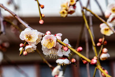 White plum blossoms fill the trees in late February in Japan. Plums are one of the first fruit trees to bloom in Japan, signaling the coming spring.の写真素材
