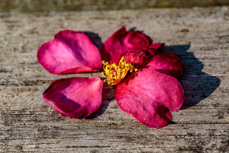 A fallen camellia flower rests on a park bench in Zama, Japanの写真素材