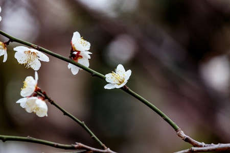 White plum blossoms fill the trees in late February in Japan. Plums are one of the first fruit trees to bloom in Japan, signaling the coming spring.の写真素材