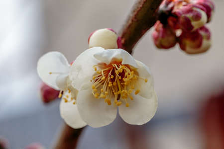 A macro shot of a white plum blossom in late February in Japan. Plums are one of the first fruit trees to bloom in Japan, signaling the coming spring.の写真素材