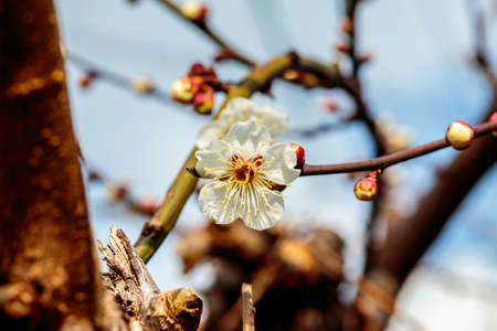 A macro shot of a white plum blossom in late February in Japan. Plums are one of the first fruit...