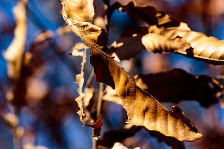 Dead leaves cling to a tree well into winter in a park in Zama, Japanの写真素材