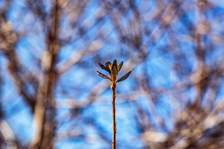 A macros shot of a cluster of small leaves sticking out of the top of a hedge border in a park in Zama, Japan.の写真素材