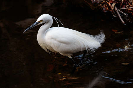 A white Japanese egret wades through a small river in Yamato, Japan