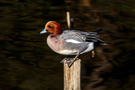 A duck perched on a post in a small, calm pond in Yamato, Japan on a beautiful spring day.の写真素材