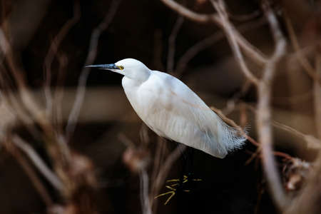 A white Japanese egret wades through a small river in Yamato, Japan