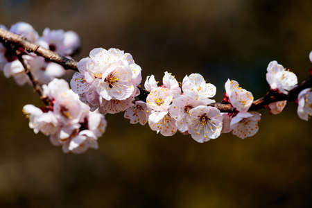 Japanese Cherry Blossoms, or Sakura, in full bloom on a beautiful spring day in Kanagawa, Japanの写真素材