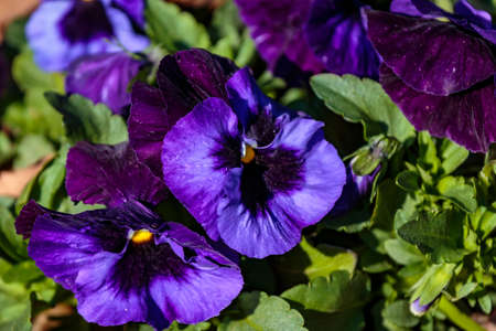 blue pansies bloom in a park planter box on a beautiful spring day in Kanagawa, Japanの写真素材