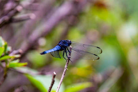 A tight macro shot of a blue Japanese dragonfly rests on a small bush in a forest park in Machidaの写真素材
