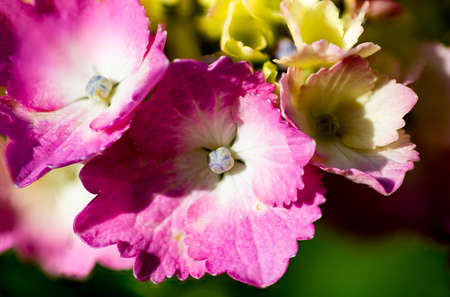 close macro shot of red and yellow hydrangeasの写真素材